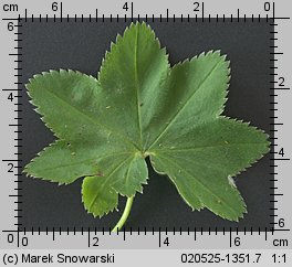 Alchemilla monticola (przywrotnik pasterski)