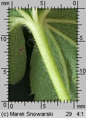 Alchemilla monticola (przywrotnik pasterski)