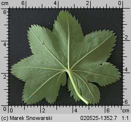 Alchemilla monticola (przywrotnik pasterski)