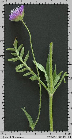 Knautia arvensis (świerzbnica polna)