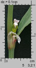 Polygonum aviculare s.str. (rdest ptasi s.str.)