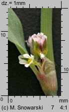 Polygonum aviculare s.str. (rdest ptasi s.str.)