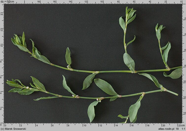 Polygonum aviculare s.str. (rdest ptasi s.str.)