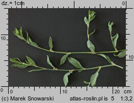 Polygonum aviculare s.str. (rdest ptasi s.str.)