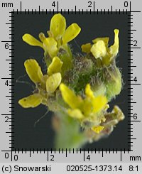 Sisymbrium officinale (stulisz lekarski)