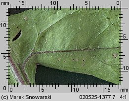 Sisymbrium officinale (stulisz lekarski)