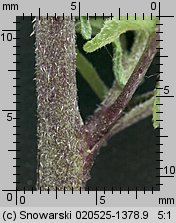 Sisymbrium officinale (stulisz lekarski)