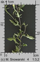 Sisymbrium officinale (stulisz lekarski)