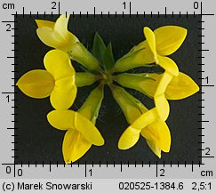 Lotus corniculatus (komonica zwyczajna)