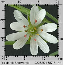 Stellaria graminea (gwiazdnica trawiasta)