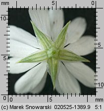 Stellaria graminea (gwiazdnica trawiasta)