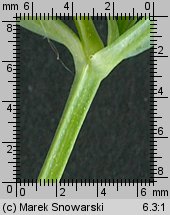 Stellaria graminea (gwiazdnica trawiasta)
