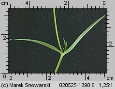 Stellaria graminea (gwiazdnica trawiasta)