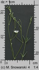 Stellaria graminea (gwiazdnica trawiasta)