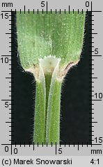 Holcus lanatus (kłosówka wełnista)
