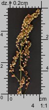 Rumex acetosa (szczaw zwyczajny)