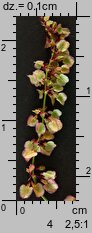Rumex acetosa (szczaw zwyczajny)