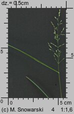 Poa nemoralis (wiechlina gajowa)