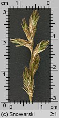 Carex brizoides (turzyca drżączkowata)