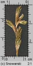 Carex brizoides (turzyca drżączkowata)