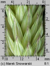 Phalaris arundinacea (mozga trzcinowata)