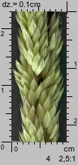 Phalaris arundinacea (mozga trzcinowata)