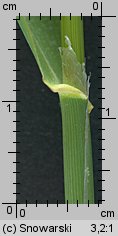 Phalaris arundinacea (mozga trzcinowata)