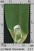 Phalaris arundinacea (mozga trzcinowata)