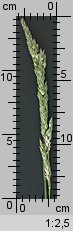 Phalaris arundinacea (mozga trzcinowata)