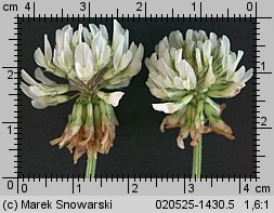 Trifolium repens ssp. repens (koniczyna biała typowa)