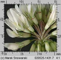 Trifolium repens ssp. repens (koniczyna biała typowa)