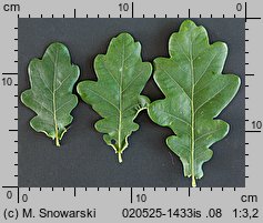 Quercus robur (dąb szypułkowy)