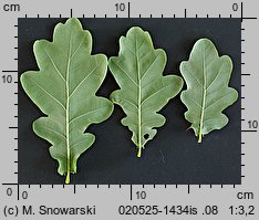 Quercus robur (dąb szypułkowy)