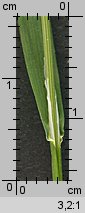 Poa trivialis (wiechlina zwyczajna)