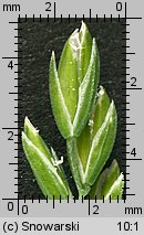 Poa trivialis (wiechlina zwyczajna)