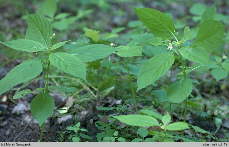 Impatiens parviflora (niecierpek drobnokwiatowy)