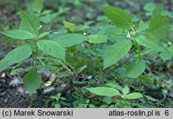 Impatiens parviflora (niecierpek drobnokwiatowy)