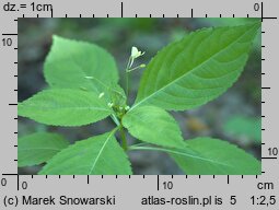 Impatiens parviflora (niecierpek drobnokwiatowy)