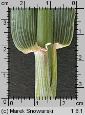 Triticum aestivum (pszenica zwyczajna)