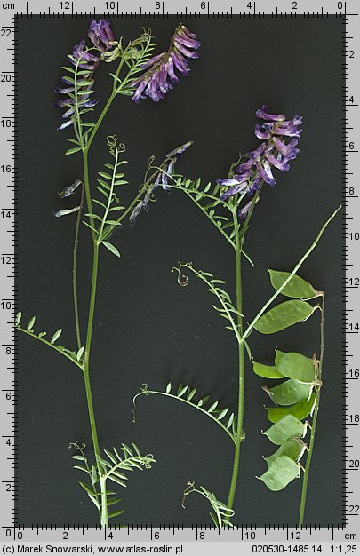 Vicia dasycarpa (wyka pstra)