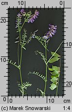 Vicia dasycarpa (wyka pstra)