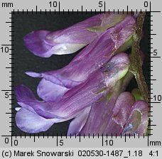 Vicia dasycarpa (wyka pstra)