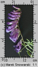 Vicia dasycarpa (wyka pstra)