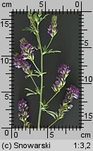 Medicago sativa (lucerna siewna)