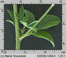 Medicago sativa (lucerna siewna)