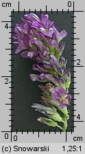 Medicago sativa (lucerna siewna)