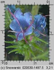 Echium vulgare (żmijowiec zwyczajny)