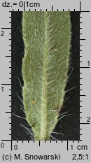 Echium vulgare (żmijowiec zwyczajny)