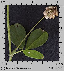 Trifolium dubium (koniczyna drobnogłówkowa)