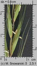 Elymus caninus (perz psi)